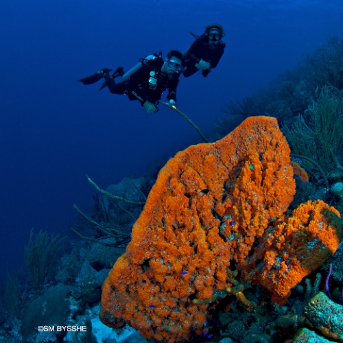 diving Curacao in the sponge forest